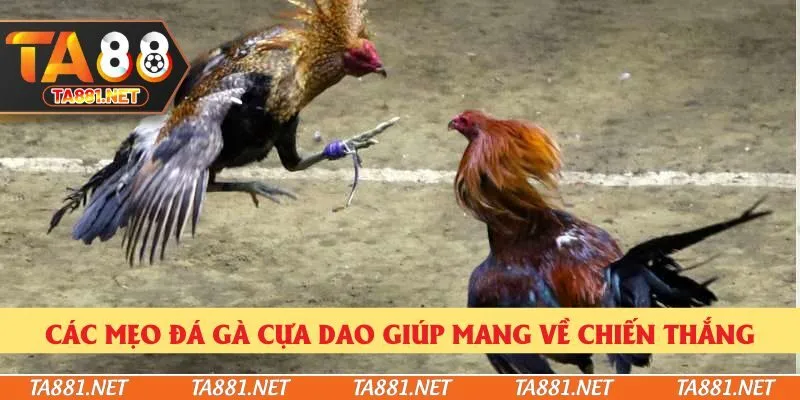 Các mẹo đá gà cựa dao giúp mang về chiến thắng