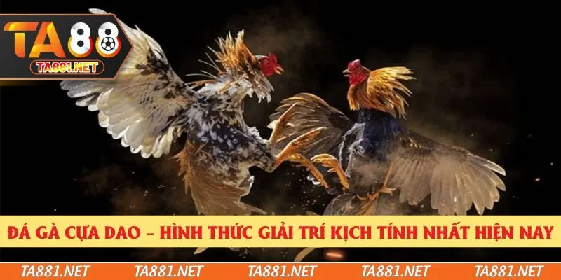 Đá Gà Cựa Dao – Hình Thức Giải Trí Kịch Tính Nhất Hiện Nay