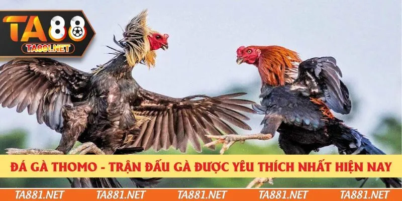 Đá Gà Thomo - Trận Đấu Gà Được Yêu Thích Nhất Hiện Nay