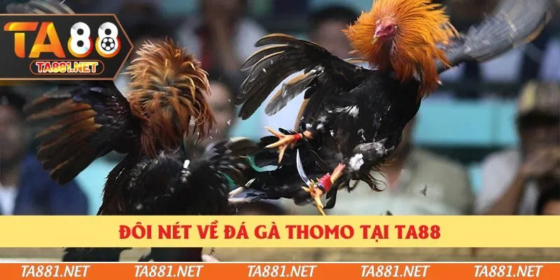 Đôi nét về đá gà Thomo tại Ta88