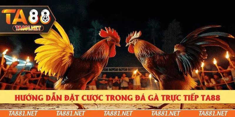 Hướng dẫn đặt cược trong đá gà trực tiếp Ta88