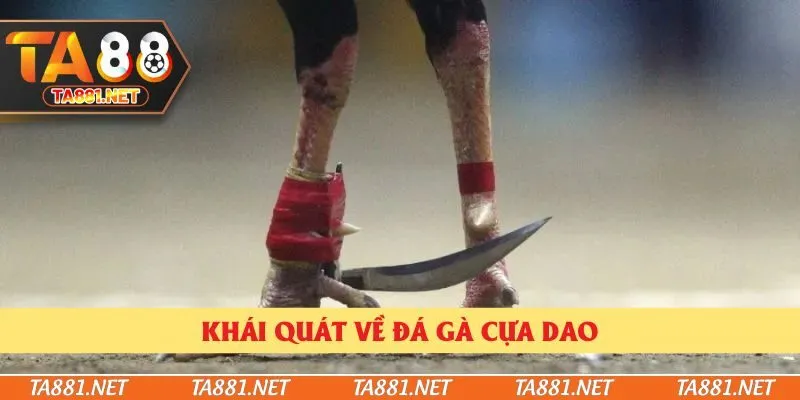 Khái quát về đá gà cựa dao