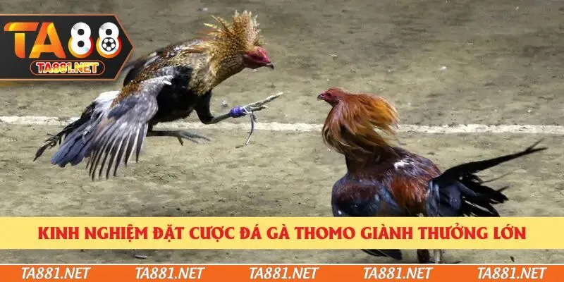 Kinh nghiệm đặt cược đá gà Thomo giành thưởng lớn