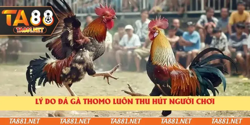 Lý do đá gà thomo luôn thu hút người chơi