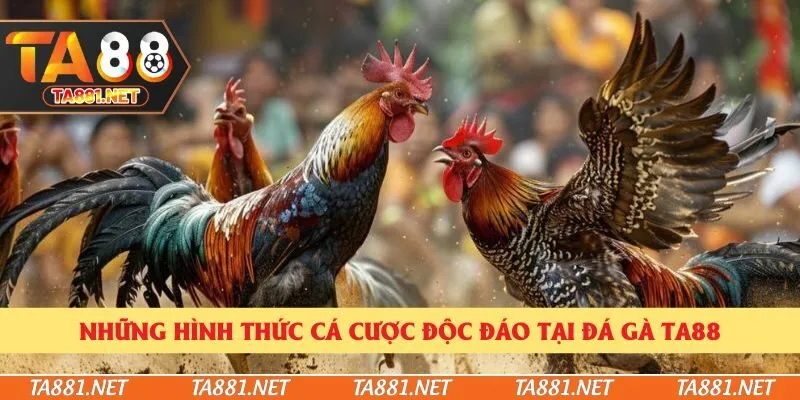 Những hình thức cá cược độc đáo tại đá gà Ta88