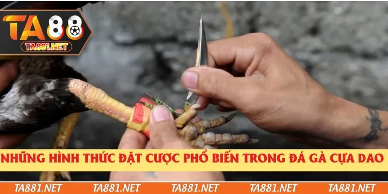 Những hình thức đặt cược phổ biến trong đá gà cựa dao 