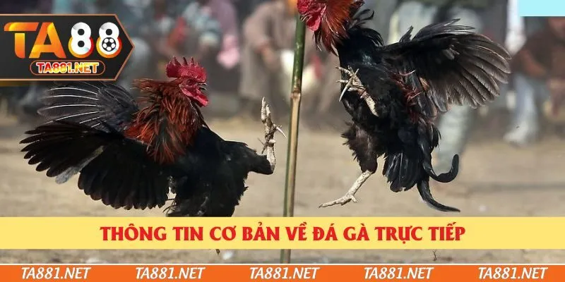 Thông tin cơ bản về đá gà trực tiếp