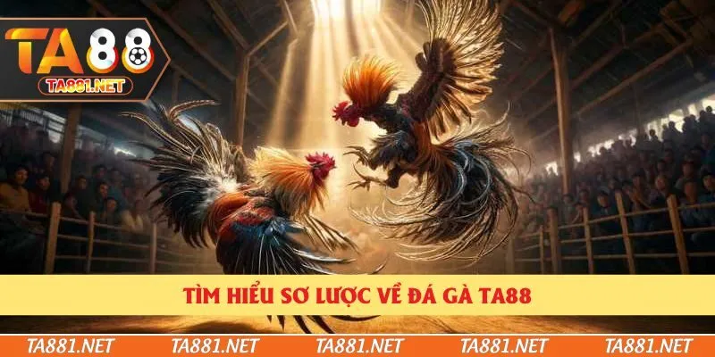 Tìm hiểu sơ lược về đá gà Ta88